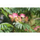 Silkkialbitsia 'Ernest Wilson' (Albizia julibrissin 'Ernest Wilson')